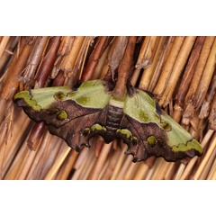/filer/webapps/moths/media/images/H/hampsoni_Mittonia_A_Roland_03.jpg