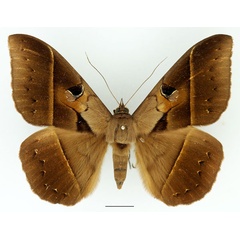 /filer/webapps/moths/media/images/J/joa_Cyligramma_A_Basquin_03.jpg