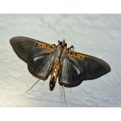 /filer/webapps/moths/media/images/C/costivitralis_Filodes_A_Roland_01.jpg