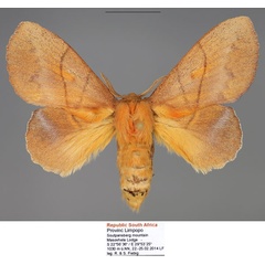 /filer/webapps/moths/media/images/I/igneotincta_Trichopisthia_AF_Fiebig.jpg