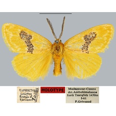 /filer/webapps/moths/media/images/J/juliettae_Euproctis_HT_MNHN.jpg