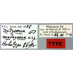/filer/webapps/moths/media/images/M/malagassa_Dudgeonea_HT_MNHNl.jpg