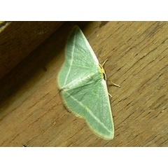 /filer/webapps/moths/media/images/V/viridans_Mixocera_A_Goff_03.jpg