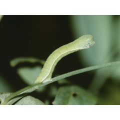 /filer/webapps/moths/media/images/D/distensaria_Pingasa_C_Roland.jpg