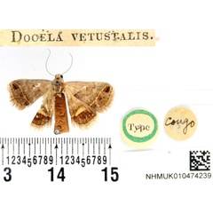 /filer/webapps/moths/media/images/V/vetustalis_Docela_HT_BMNH.jpg
