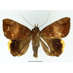 /filer/webapps/moths/media/images/E/ezea_Achaea_AM_Basquin_03.jpg