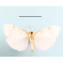 /filer/webapps/moths/media/images/P/pretoriae_Cyana_A_MGCLb_01.JPG