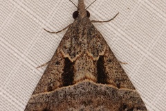 Hypena tetrasticta