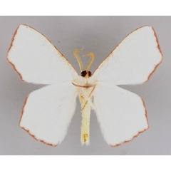 /filer/webapps/moths/media/images/S/silvatica_Xenochroma_HT_ZSM_02.jpg