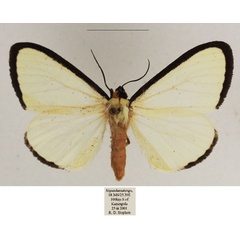 /filer/webapps/moths/media/images/A/alba_Leucovis_AM_TMSA_02.jpg