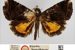 Acontiola hemichrysea