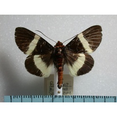 /filer/webapps/moths/media/images/M/memnonia_Misa_A_Revell.jpg