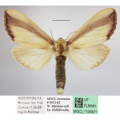 /filer/webapps/moths/media/images/O/ornata_Rigema_A_MGCLa_01.jpg
