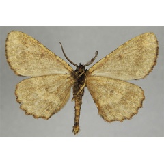 /filer/webapps/moths/media/images/C/cenchris_Hypomecis_HT_ZSMb.jpg