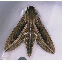 /filer/webapps/moths/media/images/C/celerio_Hypotion_A_Roland_01.jpg