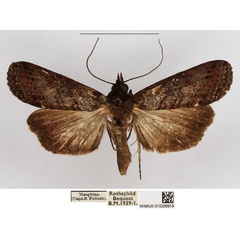 /filer/webapps/moths/media/images/P/polymorpha_Gyrtona_AM_NHMUK.jpg