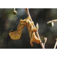 /filer/webapps/moths/media/images/A/atropos_Acherontia_C_Roland_01.jpg