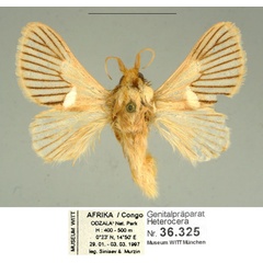 /filer/webapps/moths/media/images/M/manuelae_Delorhachis_PTM_ZSM.jpg
