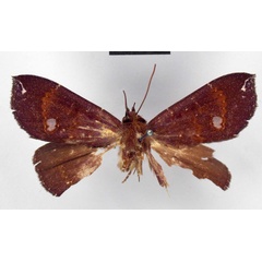 /filer/webapps/moths/media/images/F/fenestratum_Megacephalon_HT_ZMHB.jpg