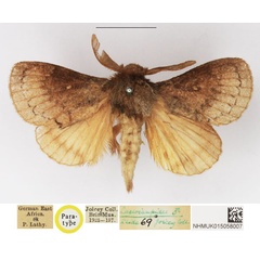 /filer/webapps/moths/media/images/M/megista_Pseudolyra_PTM_NHMUK.jpg