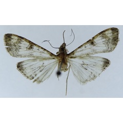 /filer/webapps/moths/media/images/N/negatalis_Dysallacta_AM_ZSM.jpg