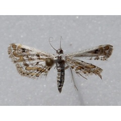 /filer/webapps/moths/media/images/D/diminutalis_Parapoynx_A_Goff.jpg