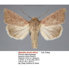 /filer/webapps/moths/media/images/L/longivittata_Mythimna_AM_Fiebig_02.jpg