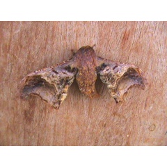 /filer/webapps/moths/media/images/J/joiceyi_Basquiniana_A_Guyonnet.jpg