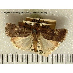 /filer/webapps/moths/media/images/L/leuconephra_Athetis_A_OUMNH.jpg