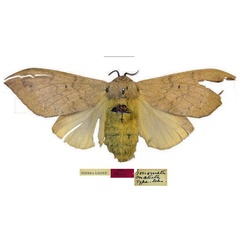 /filer/webapps/moths/media/images/M/matuta_Gonometa_HT_USNM.jpg