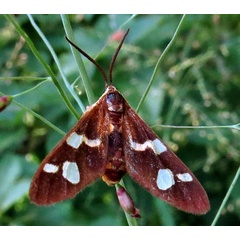 /filer/webapps/moths/media/images/P/puella_Pseudonaclia_A_Braun_05.jpg