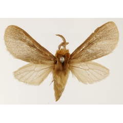 /filer/webapps/moths/media/images/I/inconspicua_Metarctia_HT_USNM_01.jpg