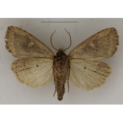 /filer/webapps/moths/media/images/P/pallidicosta_Busseola_AM_Butler_01b.jpg