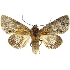 /filer/webapps/moths/media/images/M/mukim_Thiacidas_AF_MCJM.jpg