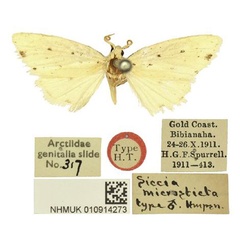 /filer/webapps/moths/media/images/M/microsticta_Siccia_HT_BMNH.jpg