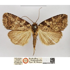 /filer/webapps/moths/media/images/N/nephrostricta_Eustrotia_HT_NHMUK.jpg