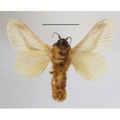 /filer/webapps/moths/media/images/L/loxotoma_Latoia_A_MGCLb_01.JPG