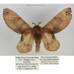 /filer/webapps/moths/media/images/C/concava_Pseudometa_AM_TMSA_02_U94t9ev.jpg