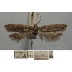 /filer/webapps/moths/media/images/O/opsorrhoa_Dichomeris_AF_TMSA.jpg