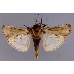 /filer/webapps/moths/media/images/O/ochroprocta_Lophotarsia_A_RMCA_02.jpg