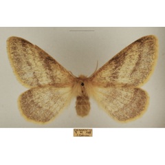 /filer/webapps/moths/media/images/D/devylderi_Trichophiala_AF_TMSA_02.jpg