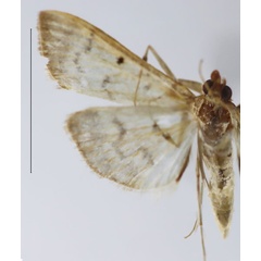 /filer/webapps/moths/media/images/D/dilatalis_Herpetogramma_HT_ZSM.jpg
