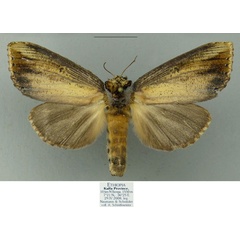 /filer/webapps/moths/media/images/K/kaffa_Antheua_PTF_Schintlmeister.jpg