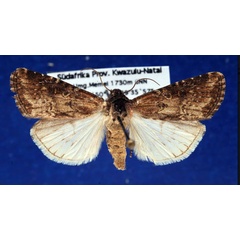 /filer/webapps/moths/media/images/P/puncticostata_Micragrotis_AM_Schellhorn.jpg