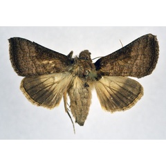 /filer/webapps/moths/media/images/V/violascens_Thysanoplusia_AF_NHMO.jpg