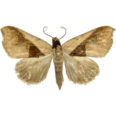 /filer/webapps/moths/media/images/B/biangulata_Anoba_AM_MCJM.jpg