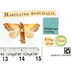 /filer/webapps/moths/media/images/D/duplicalis_Marimatha_HT_BMNH.jpg