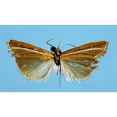/filer/webapps/moths/media/images/H/husserli_Bassi_Ht_Mamalapi_Basutoland_20.I.1957_W._Marais_GS_3299_GB_TMP.jpg