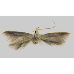 /filer/webapps/moths/media/images/S/swaziella_Coleophora_HT_Baldizzone.jpg