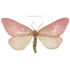 /filer/webapps/moths/media/images/R/roseus_Rhodophthitus_HT_NHMUK.jpg